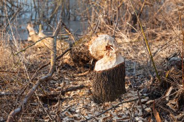 Bahar ormanı yakınlarında yatan kunduzun kestiği ağaç. Kunduzlar tarafından kemirilmiş, orman zemininde yatan, çevrede odun parçaları olan, doğadaki hayvan davranışlarını gösteren geniş bir ağaç manzarası.