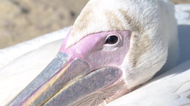 Kameraya bakan pelikan kafanın yakın çekimi. Güneşe bakan bir pelikan kameraya bakar, yavaşça göz kırpar. Merak kavramı, vahşi yaşam, temas.