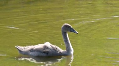 Genç kuğu gölette yüzer ve kıyıya çıkar. Genç bir kuğu zarifçe bir gölette yüzer ve tüylerini sallayarak kıyıya çıkar. Vahşi yaşam kavramı, doğa, zarafet