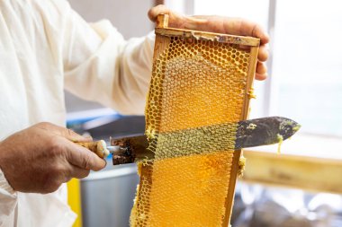 Arıcı, bal peteği çerçevesini açmak için elektrikli bıçak kullanır. Beyaz koruyucu elbiseli arı yetiştiricisi bal toplama işlemi sırasında elektrikli bıçakla bal peteğini açıyor.