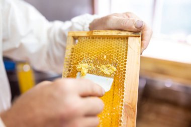 Arıcı özel çatalla bal peteğinin kapağını açıyor. Bal hasadı sırasında bal dolu bal peteğinin çerçevesini açmak için çatal aletini kullanan arıcının yakın plan görüntüsü