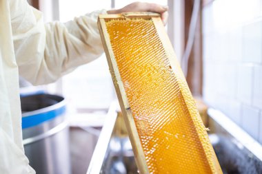 Kapağı açık bal peteği iskeleti çıkarılmaya hazır. Bal peteği çerçevesi tamamen açık ve temiz, bal sökücü makinesine yerleştirilmeye hazır