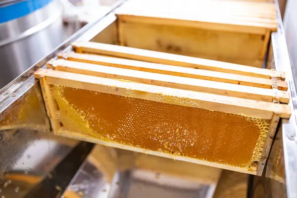 Çıkarma işleminden önce kurutma masasının üzerindeki kaplamasız bal peteği çerçeveleri. Metal masanın üzerinde duran ve sökücüye yerleştirilmeye hazır birkaç tane kapaksız bal peteği çerçevesi var.