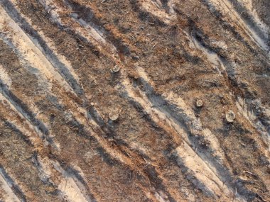 Yeniden ağaçlandırma hazırlığı: Kesilen kütüklerin ve ekilen sıraların havadan görünüşü. Görünür ağaç kütükleri ve yeni ağaç dikimi için hazırlanmış paralel satırlar ile ağaç kesme sonrasını gösteren yüksek açılı çekim