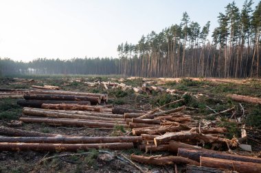 Geniş odunlu ormandaki kereste yığınları ve kalan ağaçlar. Dağınık kütükler ve enkazlarla yakın zamanda ormansızlaşmış bir bölgenin geniş bir görüntüsü. Açık bir gökyüzünün altında ufukta sık bir orman hattı duruyor.