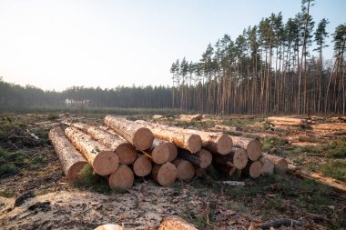 Büyük kereste yığını: Orman bölgesindeki kütükler. Taze kesilmiş büyük bir ağaç gövdesi yığını, uzak bir orman hattıyla geniş bir ormanlık arazinin ön planına hükmediyor.