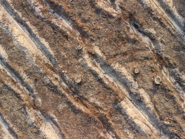 Yeniden ağaçlandırma hazırlığı: Kesilen kütüklerin ve ekilen sıraların havadan görünüşü. Görünür ağaç kütükleri ve yeni ağaç dikimi için hazırlanmış paralel satırlar ile ağaç kesme sonrasını gösteren yüksek açılı çekim