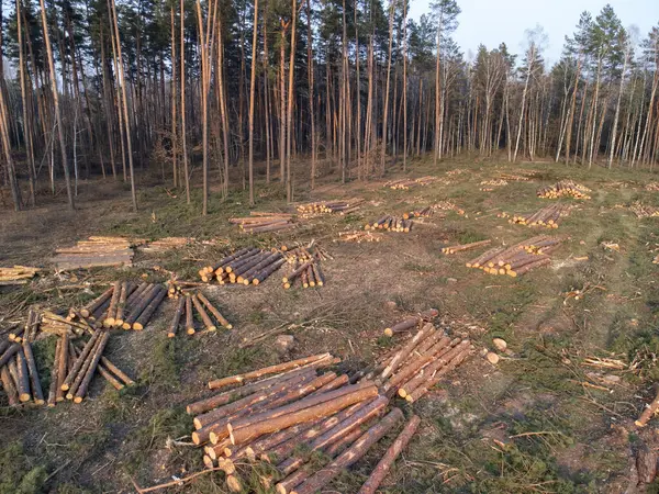 Ormandaki kesilen ağaçlar. Ağaç gövdeleri yere saçılmış, ağaç gövdeleri, kereste endüstrisinin gerçekliği ve bunun doğa üzerindeki etkisinin yer aldığı bir orman manzarası.