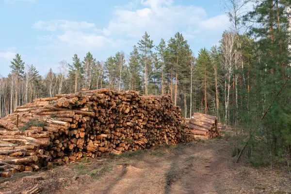 Orman yolunda toplanmış odun yığınları. Yeni kesilmiş devasa bir ağaç gövdesi yığını yakın zamanda temizlenmiş bir orman bölgesinde toprak bir yol çiziyor. Arkasında da çeşitli ormanlık alanlar görünüyor.