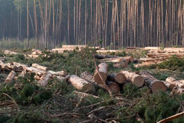 Kesilen çam ağaçları bir ormanın zemininde yatar. Kesilmiş çam ağaçları, dallar ve sopalar kozalaklı bir ormanın zemininde yatıyor.