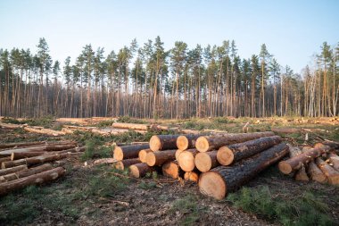 Ormanda istiflenmiş ağaç kütükleri akşam vakti çam ağaçlarının arasında temizleniyor. Kesilmiş çam kütükleri, arka planda yüksek çam ağaçları ile temizlenmiş orman sahasına saçılmış.