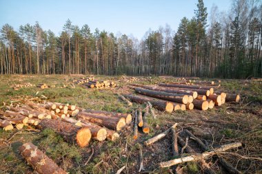 Ormana dağılmış odun ve dalları karıştırılmış ormanlık alanların arasında temizleyin. Orman boyunca dağılmış sayısız ağaç gövdesi ve dalları akşamları karışık orman arka planına sahip.