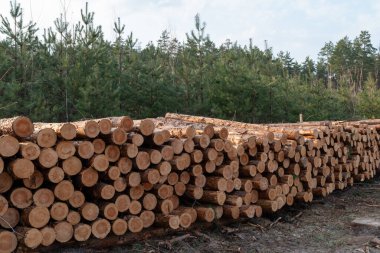 Büyük kütük yığını işleme hazır. Taşıma için hazırlanan yeni kesilmiş çam kütükleri yığını, kütükçülük operasyonlarının yoğunluğunu yansıtıyor