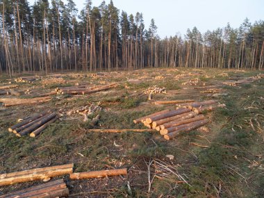 Kesilmiş ağaç gövdeleri çamurlu bir araziye saçılmış ormansız bir orman. Çevresel etkiyi yakalayan ve doğal dengeyi bozan kesin bir orman tahribatı görüntüsü