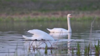 Sakin bir akşam gölünde yosun arayan vahşi bir kuğu. Beyaz bir kuğu su yosunu yemek için aktif olarak dalarken başka bir kuğu yakınlardaki sakin bir gölde süzülüyor.