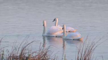 Sabahın köründe sakin bir gölde zarif bir şekilde yüzen kuğular. Beyaz vahşi kuğular dingin göl boyunca süzülüyor güneş doğarken, huzurlu bir atmosfer yaratıyor.