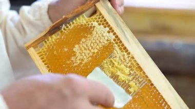 Arıcı metal çatalla bal peteğini açıyor. Bal peteğini açmak için metal çatal kullanan arı yetiştiricisine yakın plan. Doğal bal çıkarma, işçilik ve geleneksel arıcılık kavramı.