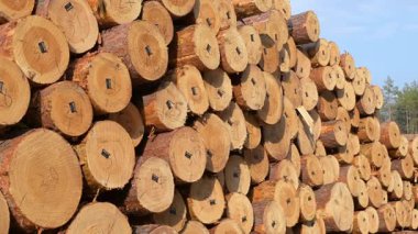 Orman temizleme sahasında çam kütükleri yığılmış. Ormansız bir bölgedeki çam kütüklerinin detaylı bir çekimi ormansızlaşmanın ticari yönünü vurguluyor.