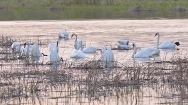 Vahşi beyaz kuğular gün batımında gölde yüzerler. Güzel bir vahşi beyaz kuğu sürüsü baharda gün batımında bir gölde yiyecek arıyor.