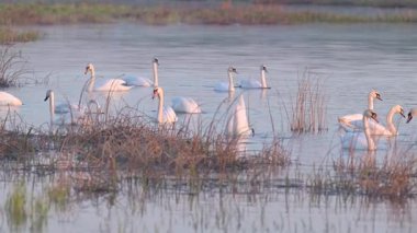 Gün batımında sazlıklarda bir kuğu sürüsü. Güzel beyaz kuğu sürüsü, akşamları sazlıklarda bir gölette yüzer. Vahşi doğada yaşayan kuğuların hayatı.