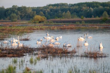Bir su kütlesi üzerinde çalılıklarda bir vahşi kuğu sürüsü. Sazlıklarla dolu bir su kütlesinde orman ve gökyüzünün zeminine karşı büyük bir vahşi kuğu sürüsü yüzer.