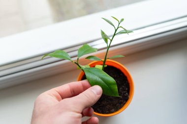 Adamın eli bir limon ağacının yaprağını tutuyor. Bir adamın eli, pencere pervazında yetişen portakal ağacının yaprağını tutuyor.