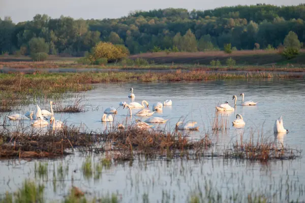 Bir su kütlesi üzerinde çalılıklarda bir vahşi kuğu sürüsü. Sazlıklarla dolu bir su kütlesinde orman ve gökyüzünün zeminine karşı büyük bir vahşi kuğu sürüsü yüzer.