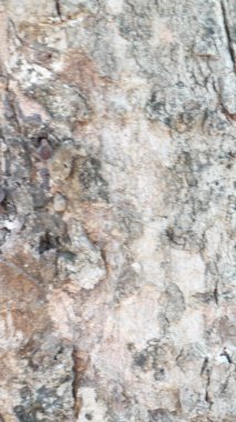 Gündüzleri ahşap tektür