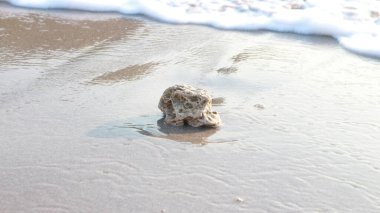 Sahilde güçlü dalgaların vurduğu küçük beyaz kabuklar.