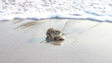 Sahilde güçlü dalgaların vurduğu küçük beyaz kabuklar.