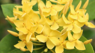 Asoka çiçekleri güzel sarıdır ve gün boyunca arka planda yeşil yapraklar vardır.