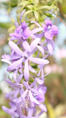 Güzel çiçekler sabah çiçek açıyor.