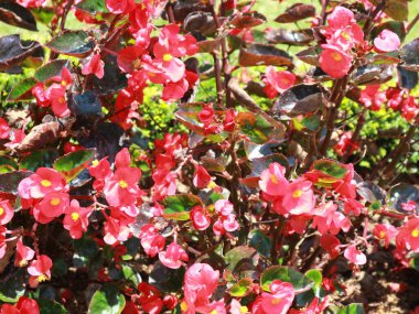 Güzel çiçekler sabah çiçek açıyor.