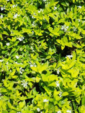 Güzel çiçekler sabah çiçek açıyor.