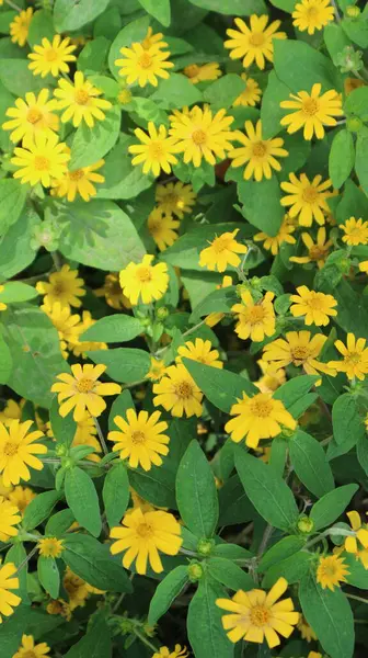 Küçük sarı ayçiçeği bitkileri sayısız ve güzeldir ve çiçek açar ve yaprakların arkaplanı gün boyunca yeşildir.