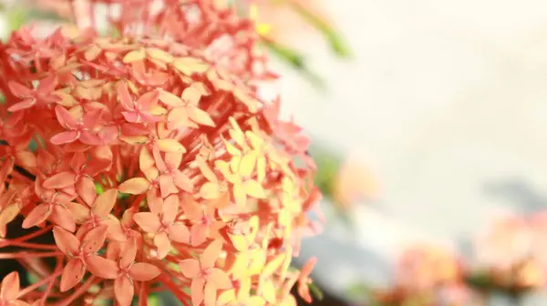 アショカの花は日中の背景に緑の葉が付いている美しい赤です — ストック写真