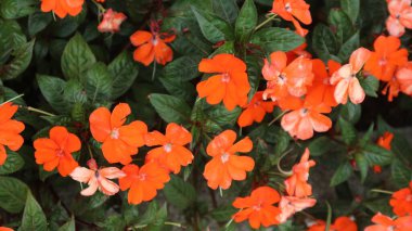 Su kına çiçeği (sabırsız çiçek) güzel bir turuncudur ve sabah bahçede çiçek açar.