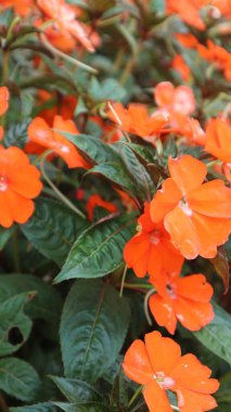 Su kına çiçeği (sabırsız çiçek) güzel bir turuncudur ve sabah bahçede çiçek açar.