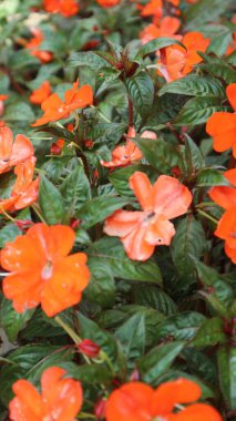 Su kına çiçeği (sabırsız çiçek) güzel bir turuncudur ve sabah bahçede çiçek açar.