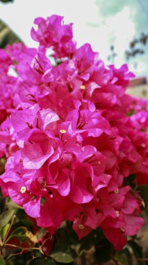 Mevsiminde açan pembe kağıt çiçeklerin güzelliği.