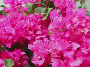 Mevsiminde açan pembe kağıt çiçeklerin güzelliği.