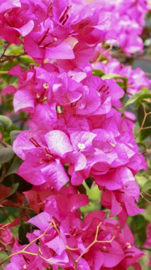 Mevsiminde açan pembe kağıt çiçeklerin güzelliği.