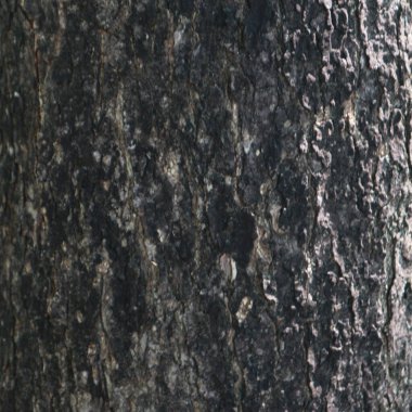 Yaşlı bir ağacın ağaç kabuğunun dokusu koyu kahverengidir.