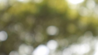 Ağacın bulanık odağında bir sürü dal ve yaprak var.