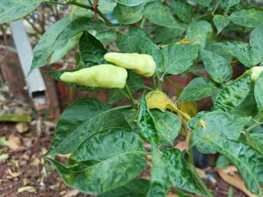 Sabahleyin evin arkasında toplanan kırmızı biber bahçesi.