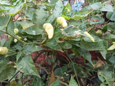 Sabahleyin evin arkasında toplanan kırmızı biber bahçesi.