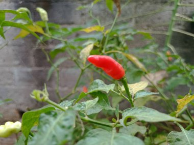 Sabahleyin evin arkasında toplanan kırmızı biber bahçesi.
