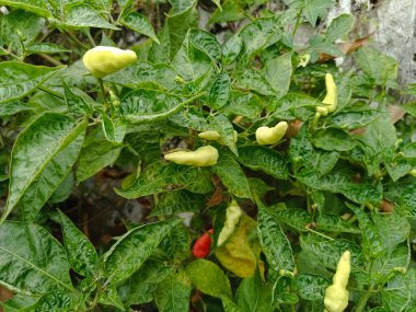 Sabahleyin evin arkasında toplanan kırmızı biber bahçesi.