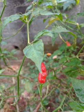 Sabahleyin evin arkasında toplanan kırmızı biber bahçesi.