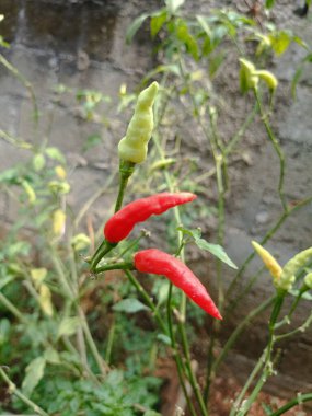 Sabahleyin evin arkasında toplanan kırmızı biber bahçesi.